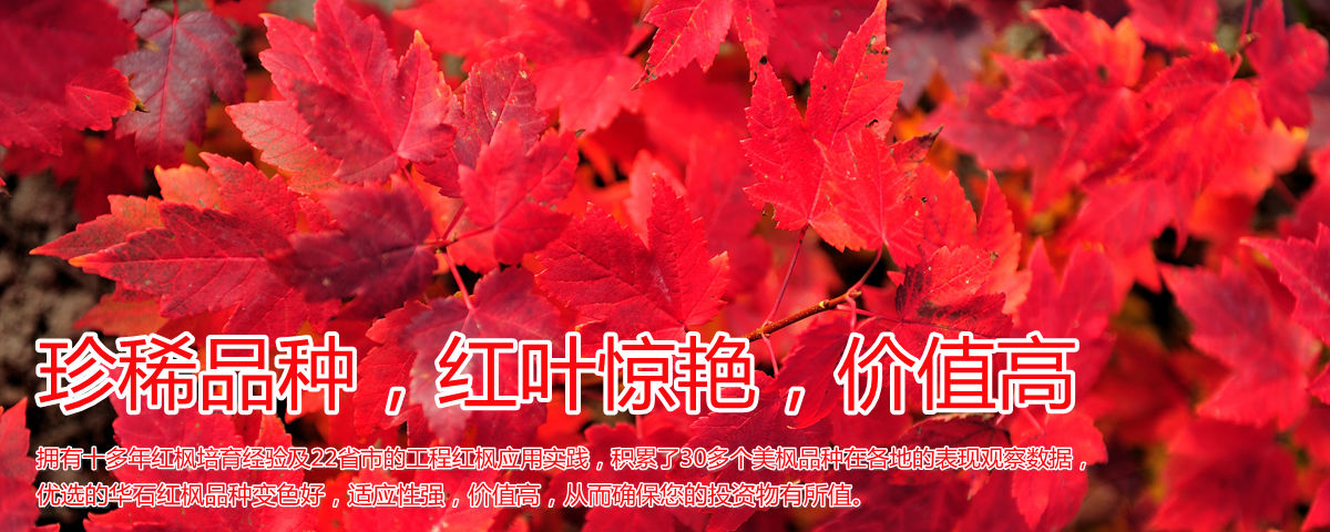 變色驚艷、品種稀缺、價(jià)值高