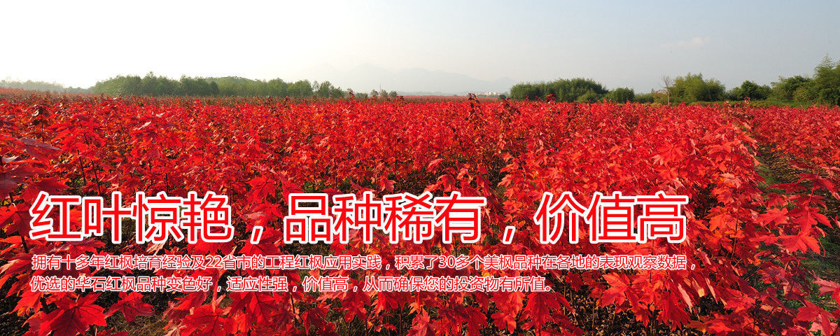 變色驚艷、品種稀缺、價(jià)值高