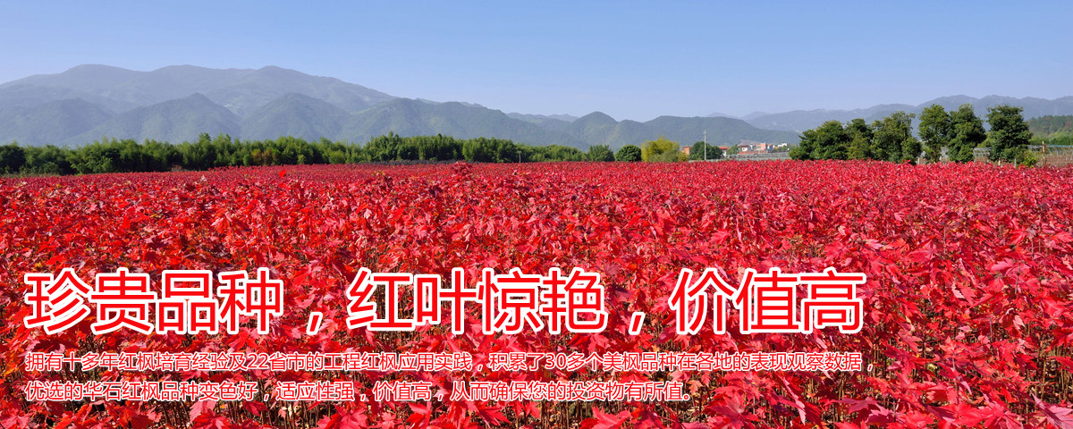 變色驚艷、品種稀缺、價(jià)值高