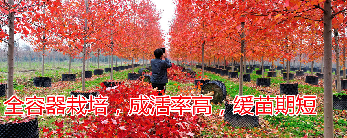 全程容器栽培，成活率高，緩苗期短