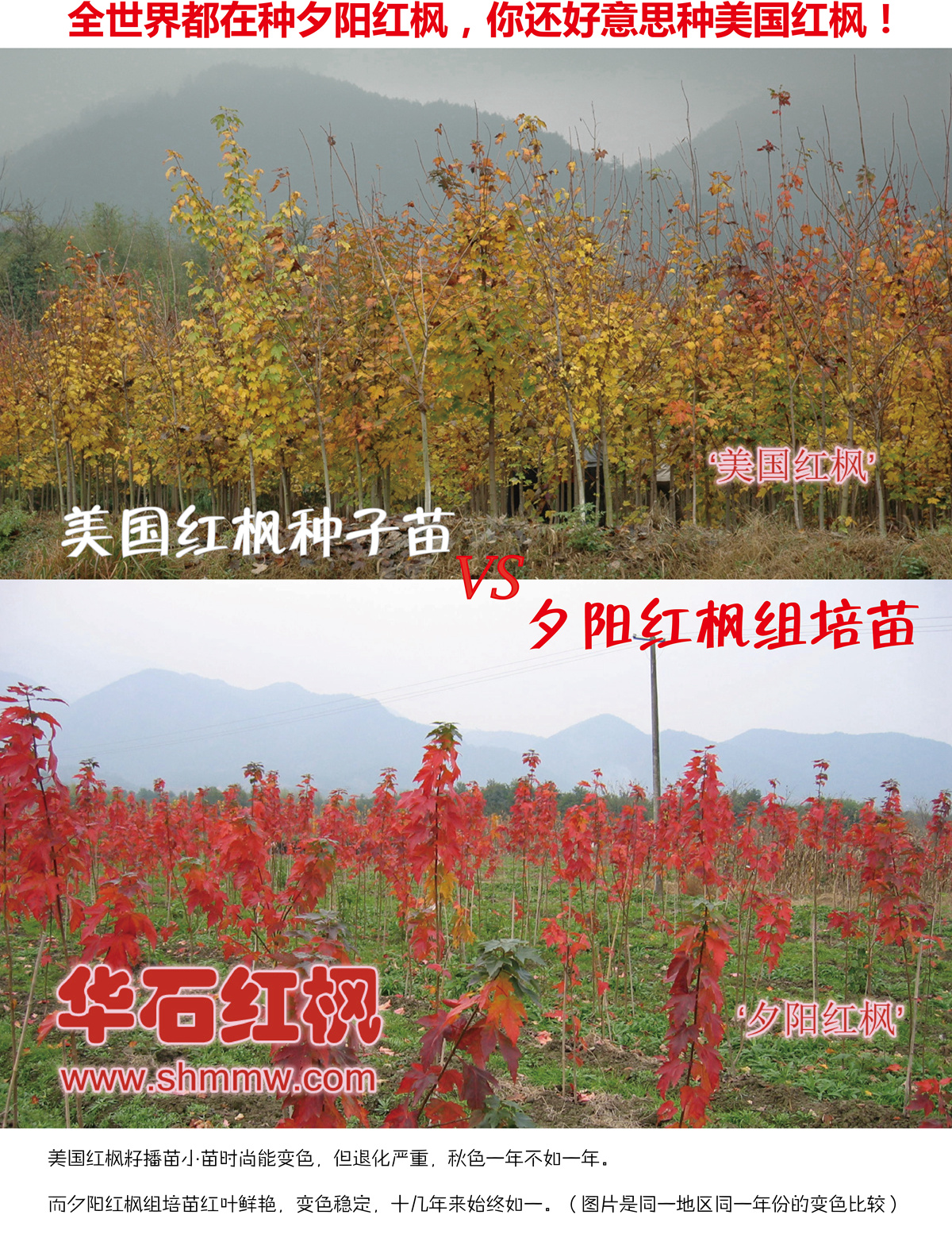 全世界都在種夕陽紅楓，你還好意思種美國紅楓！