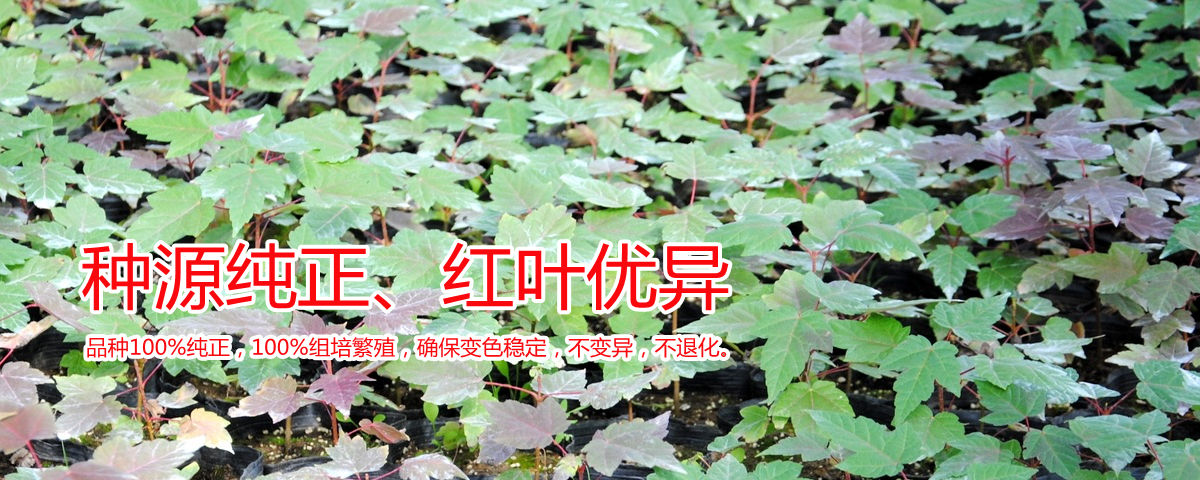 種源純正、表現(xiàn)優(yōu)異