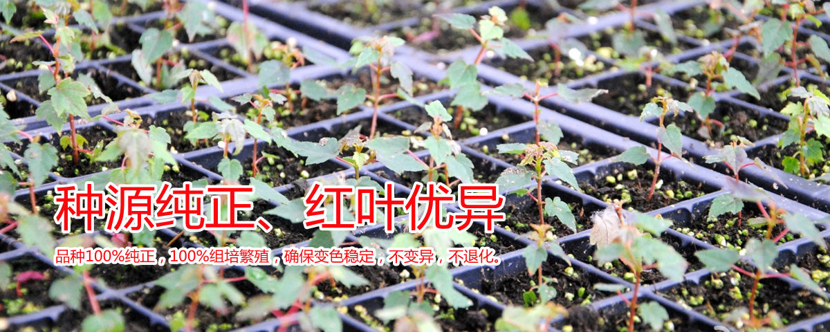 種源純正、表現(xiàn)優(yōu)異